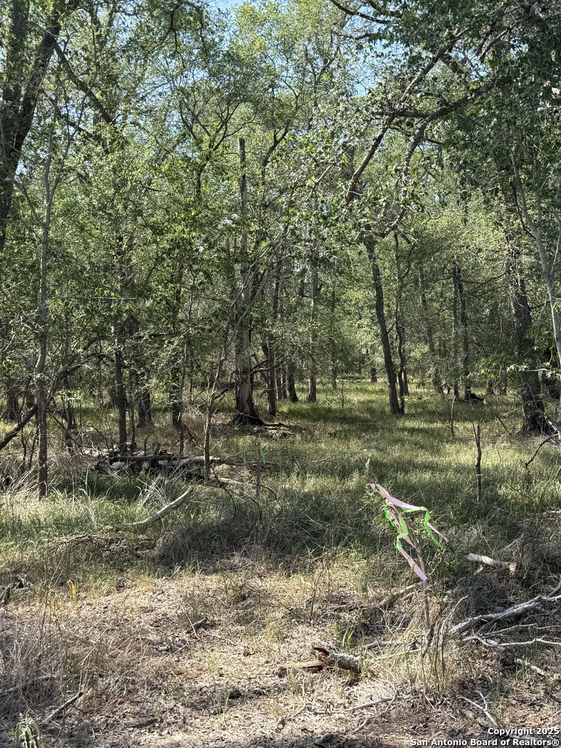 421 Kerr Avenue Sutherland Springs, TX 78161 - Photo 5 of 7 a view of a yard with a tree