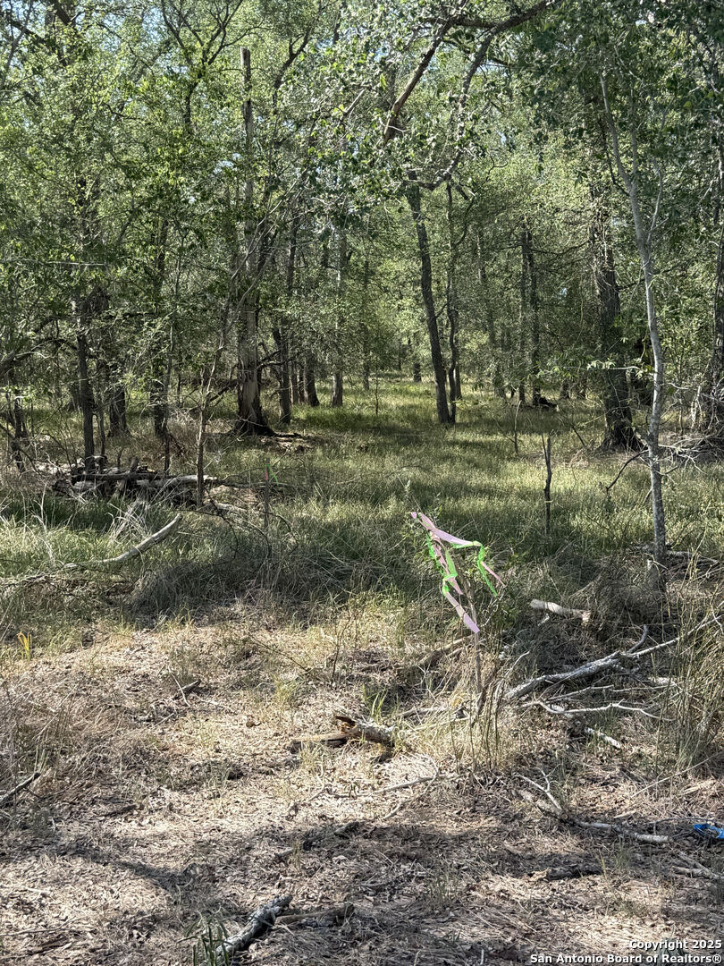 421 Kerr Avenue Sutherland Springs, TX 78161 - Photo 6 of 7 a view of a tree in a yard