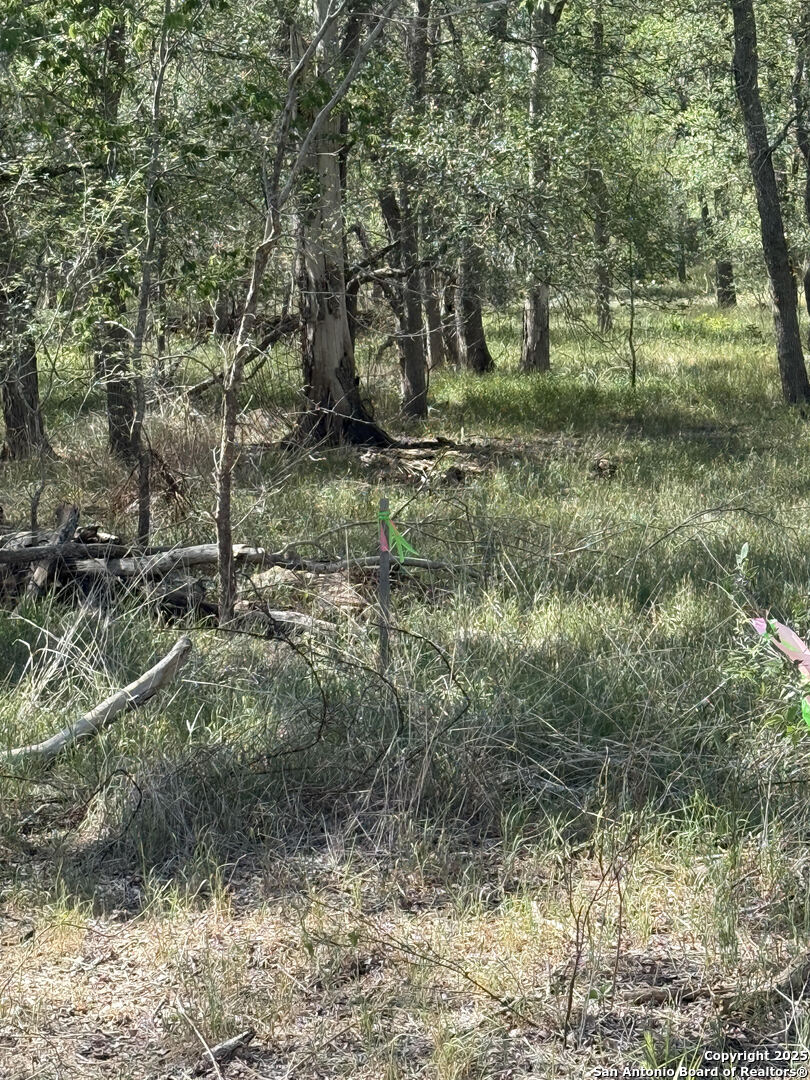 421 Kerr Avenue Sutherland Springs, TX 78161 - Photo 7 of 7 a view of a yard with large trees