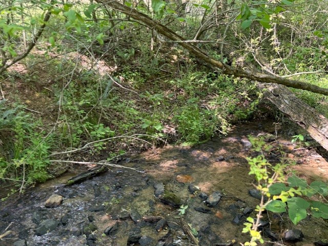 80 Tater Creek Road Murphy, NC 28906 - Photo 6 of 10 a view of a forest with a tree