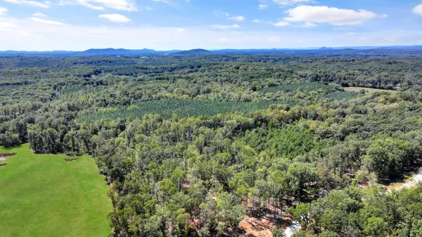 a view of a lush green forest with trees in the background