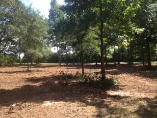 0 Woods Lake Road Decherd, TN 37324 - Photo 2 of 3 a view of yard with tree