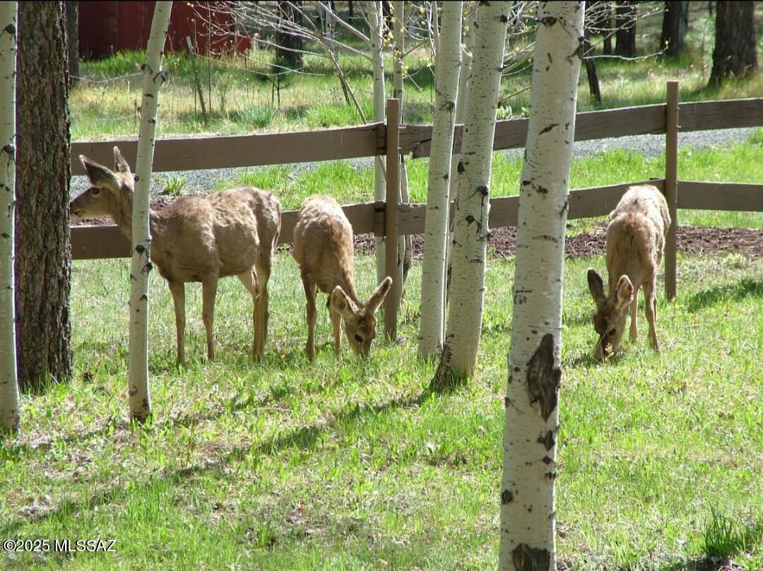 31 County Road Greer, AZ 85927 - Photo 24 of 28