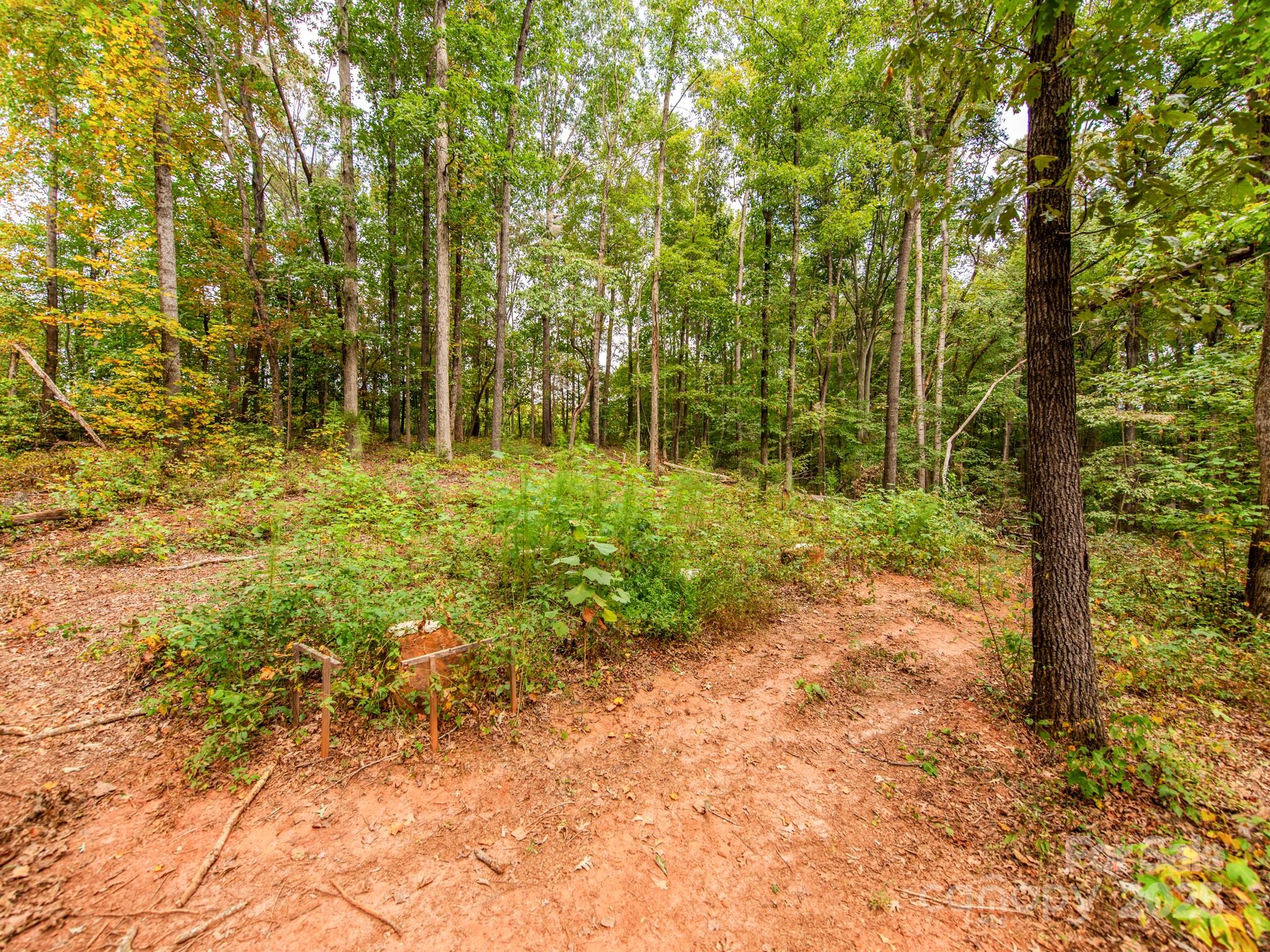 481 Eupeptic Springs Road, Unit LOT 5 Olin, NC 28660 - Photo 11 of 20 a view of a yard with plants and large trees
