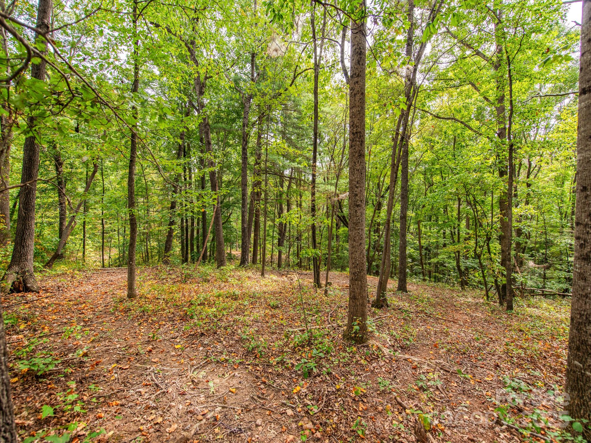 481 Eupeptic Springs Road, Unit LOT 5 Olin, NC 28660 - Photo 13 of 20 a view of trees and trees