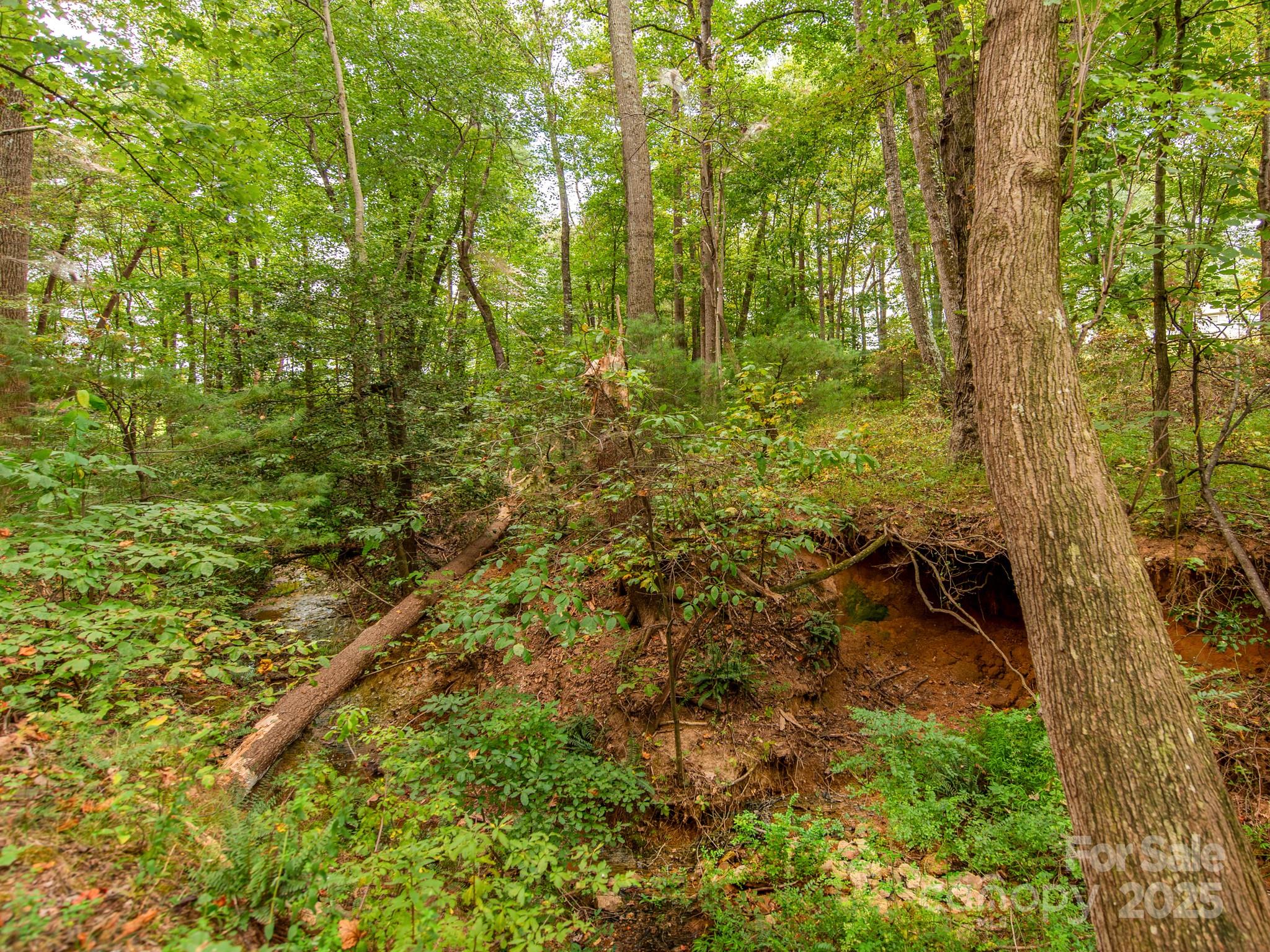 481 Eupeptic Springs Road, Unit LOT 5 Olin, NC 28660 - Photo 15 of 20 a view of a yard with plants and a bench