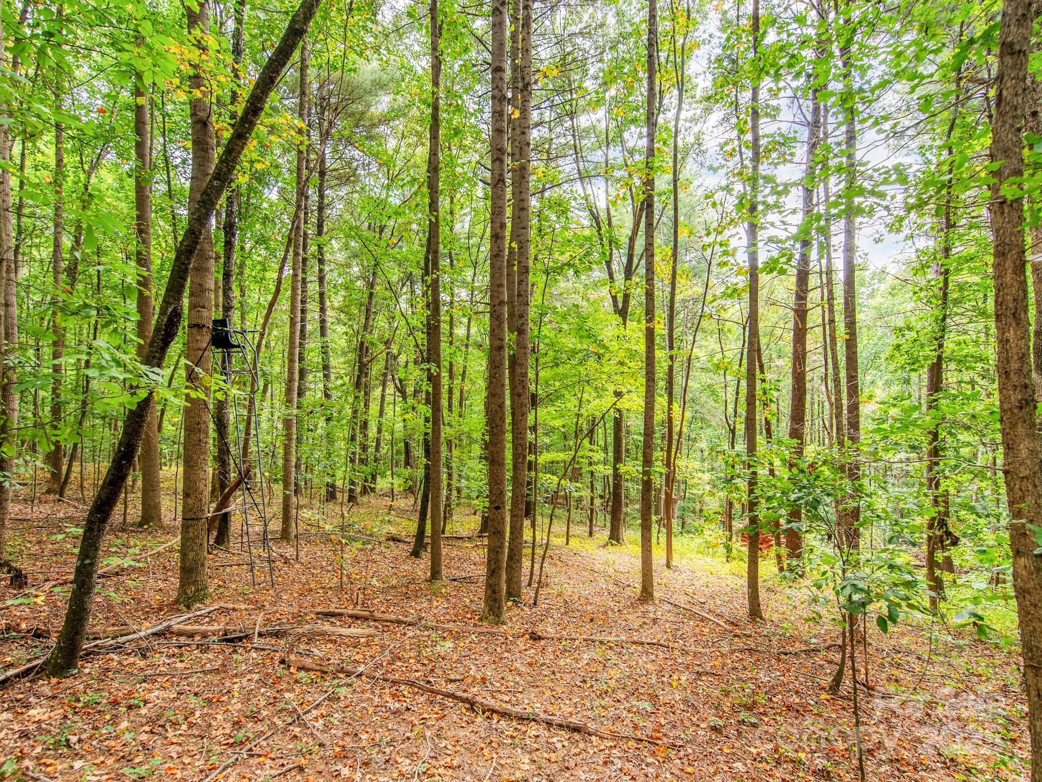 481 Eupeptic Springs Road, Unit LOT 5 Olin, NC 28660 - Photo 18 of 20 a view of yard