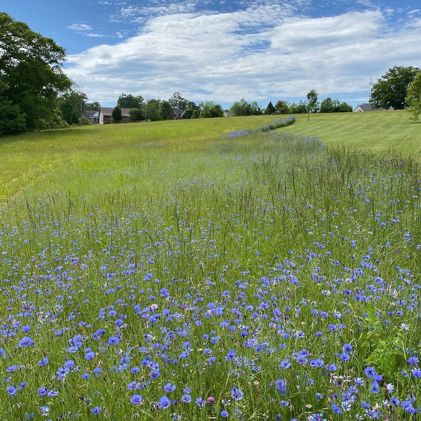 Ranch Road Blaine, TN 37709 - Photo 8 of 9 Spring Comes to Lot 27