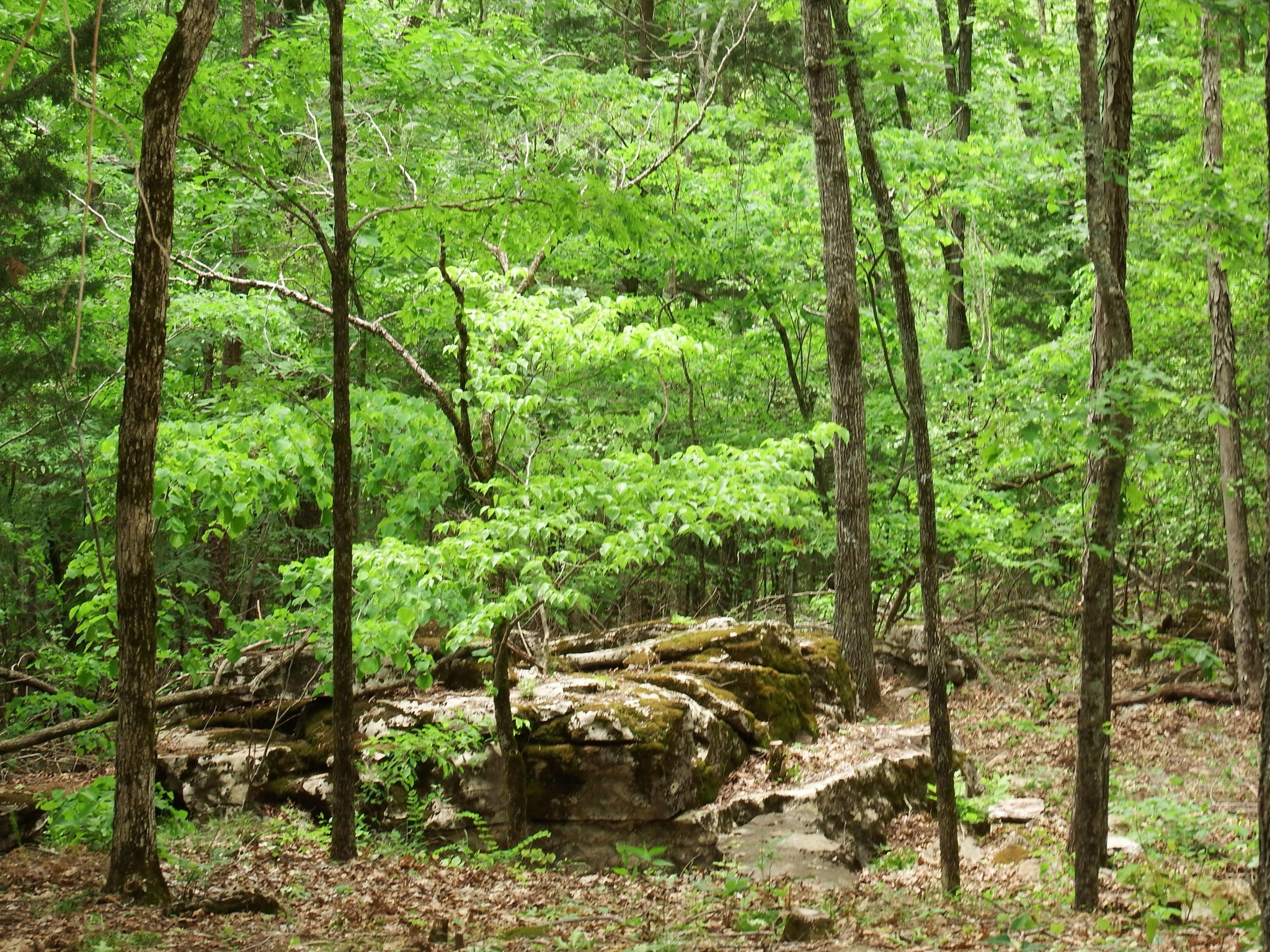 25 Bluffs Road North Guild, TN 37340 - Photo 13 of 25 Gallery Image 13