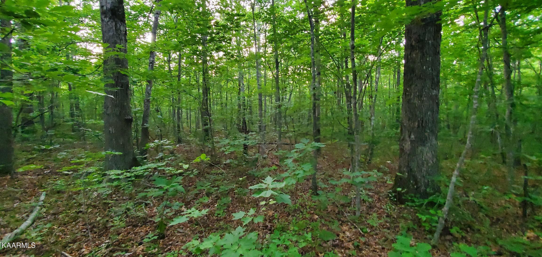 Halfway Road Monterey, TN 38574 - Photo 2 of 6 Resized_20230615_193041