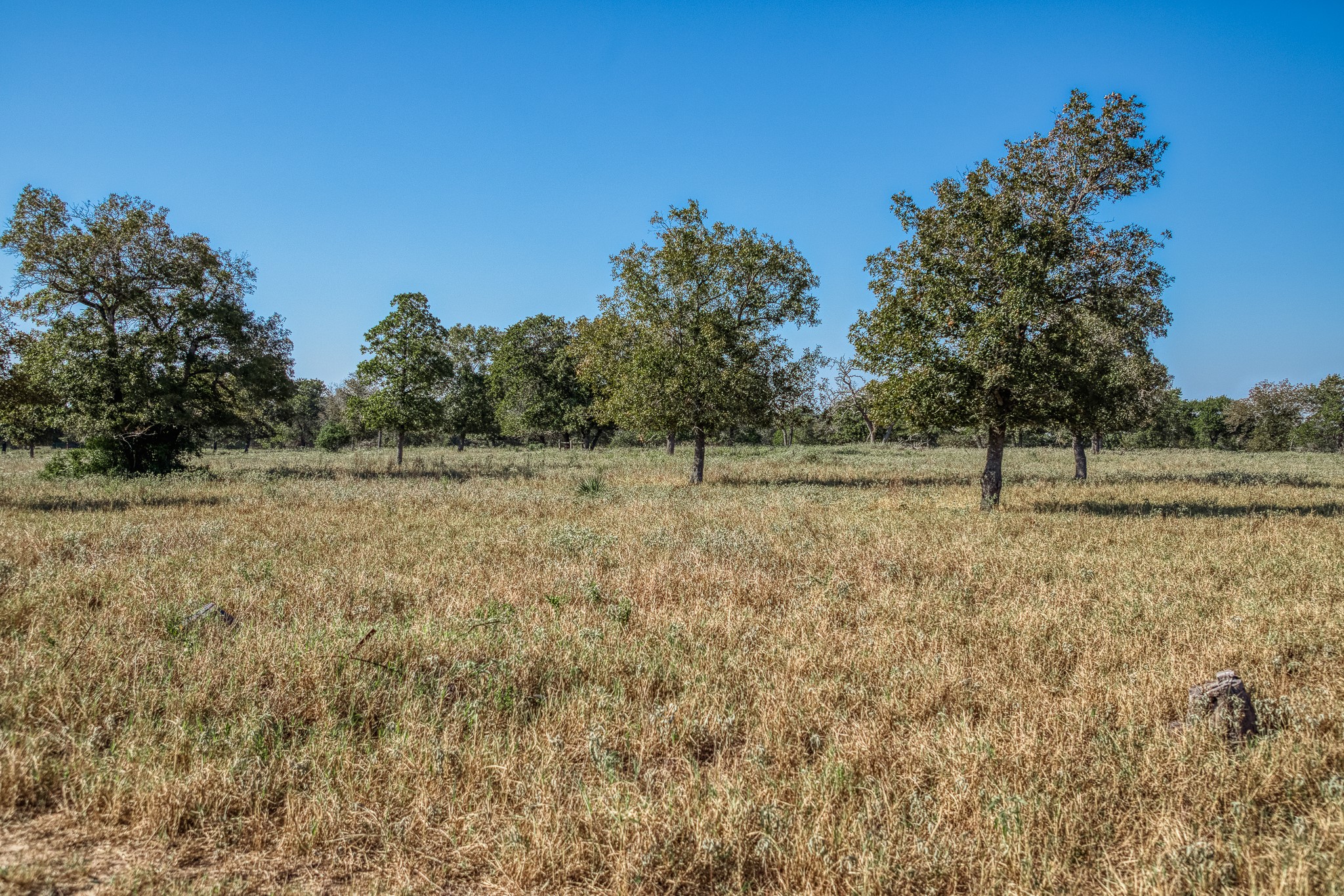 547 Powder Ridge Luling, TX 78648 - Photo 12 of 50 a view of a field with trees in the background