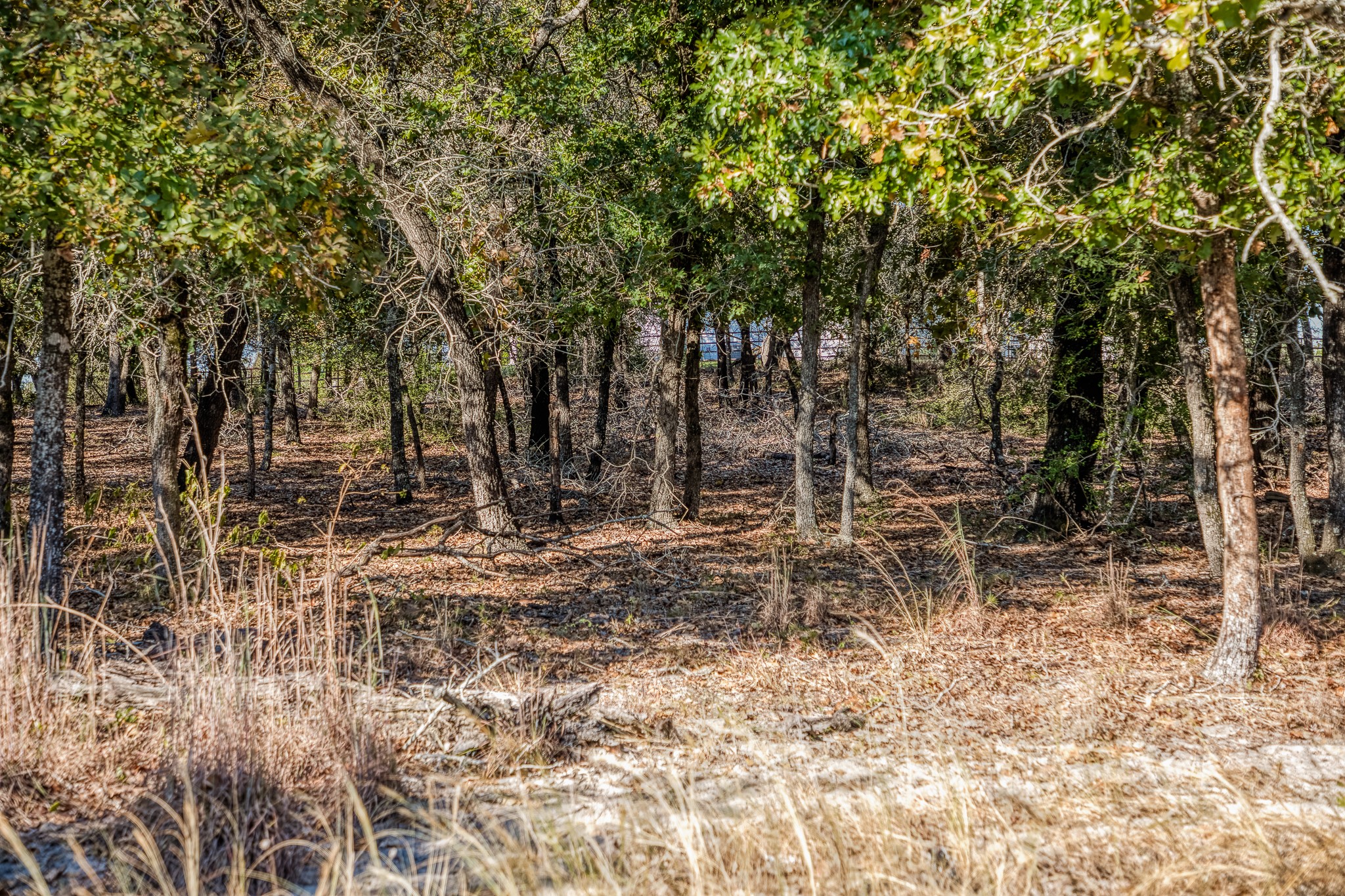 547 Powder Ridge Luling, TX 78648 - Photo 45 of 50 a view of a yard with large trees