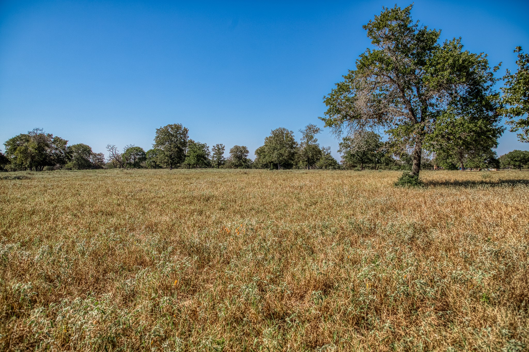 547 Powder Ridge Luling, TX 78648 - Photo 47 of 50 a view of field with trees in background