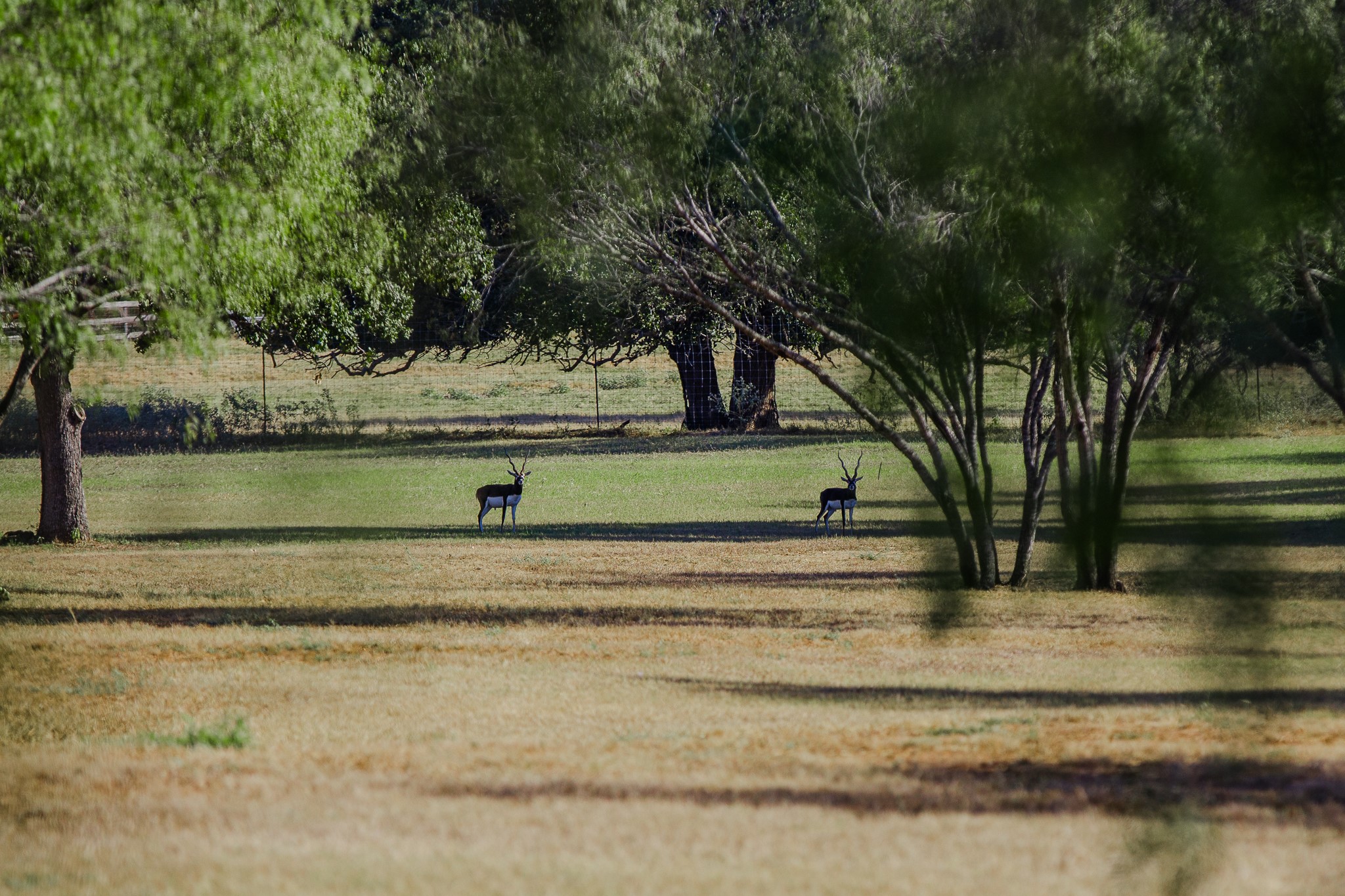 547 Powder Ridge Luling, TX 78648 - Photo 49 of 50 a view of a yard with large trees