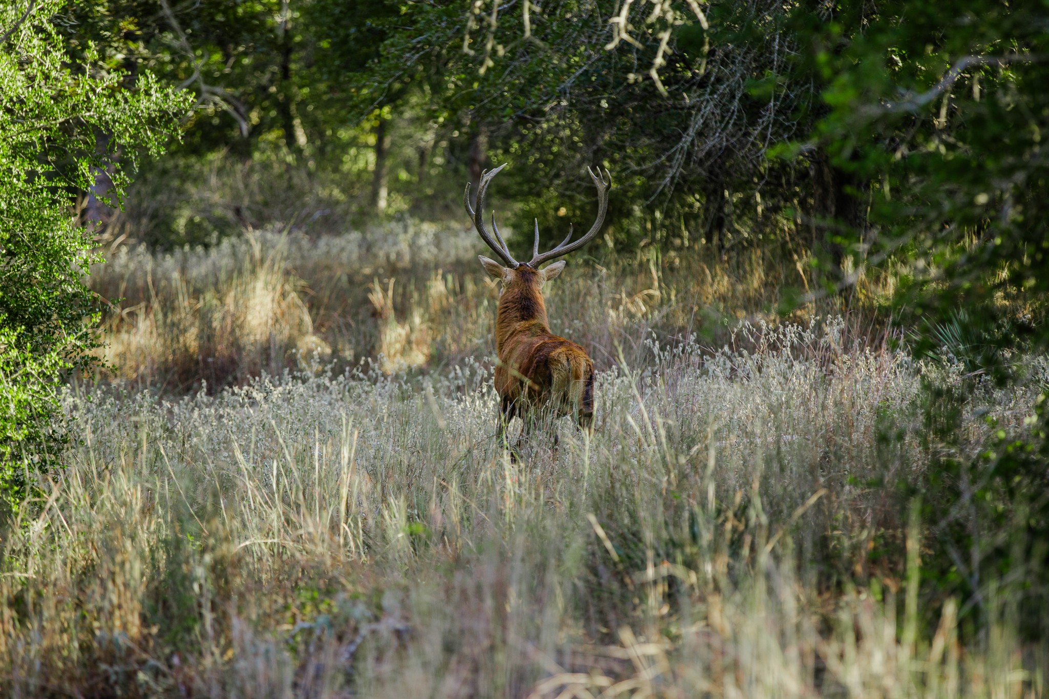 547 Powder Ridge Luling, TX 78648 - Photo 7 of 50 a view of a forest