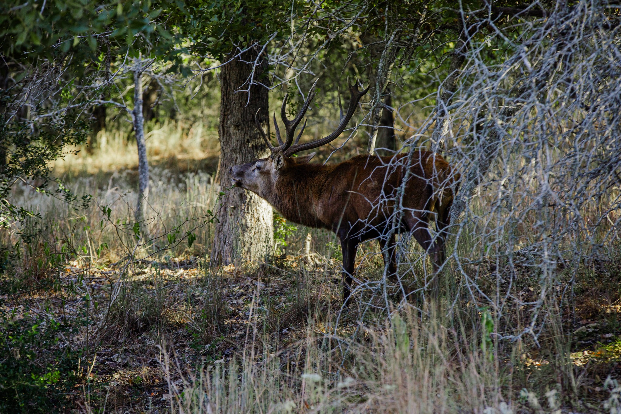 547 Powder Ridge Luling, TX 78648 - Photo 8 of 50 a view of a yard in a forest
