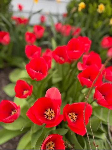 a view of a backyard with flowers