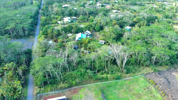 a view of a lush green forest