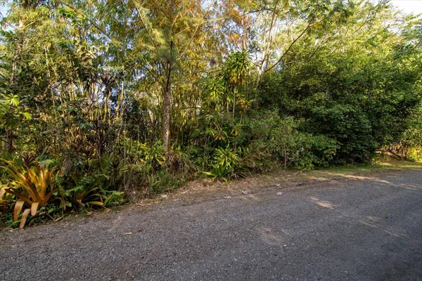 a view of a field with plants and trees