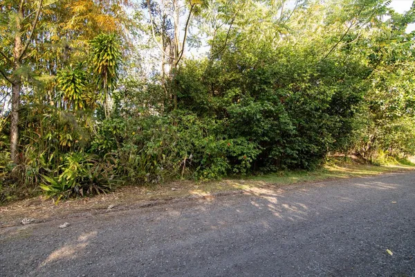 a view of a forest with trees in the background