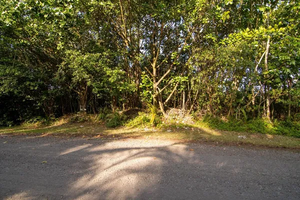a view of road yard with trees