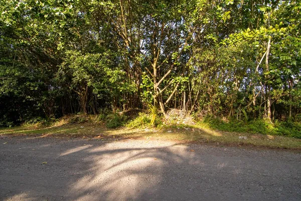 a view of road yard with trees