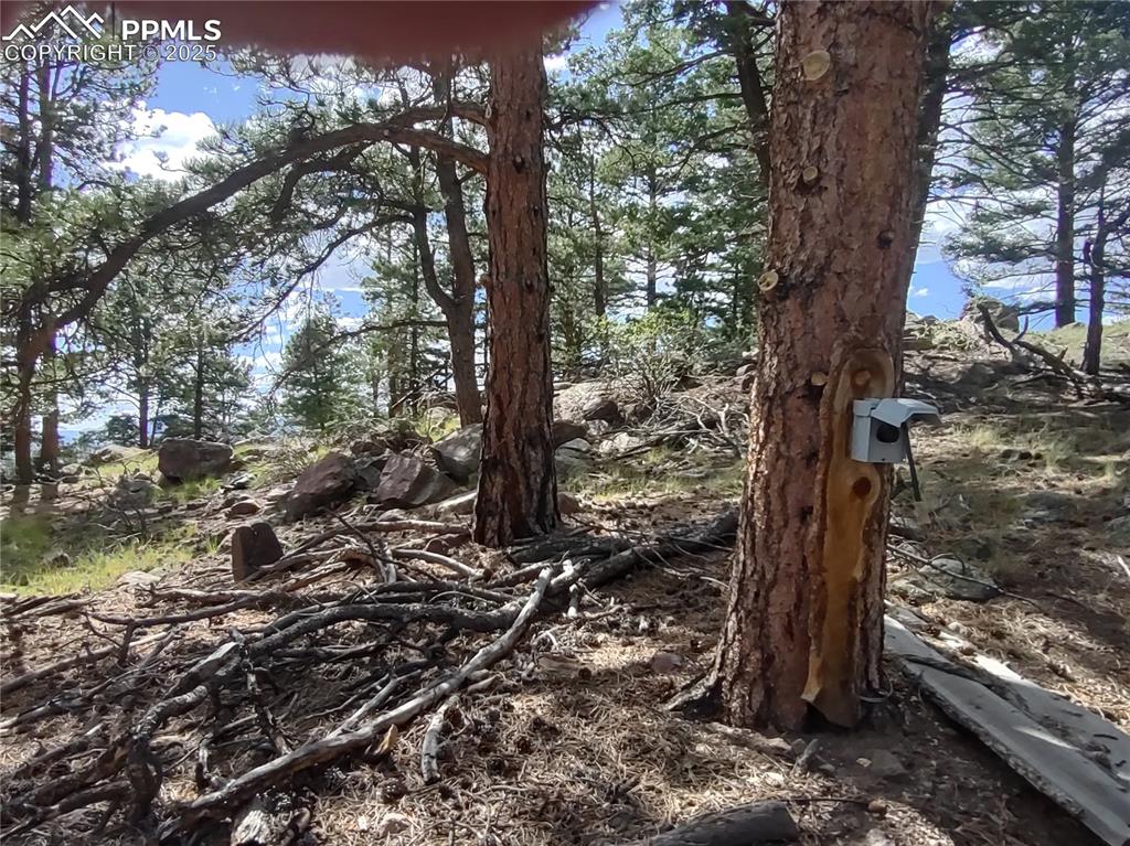 1176 Trail Creek Road Lake George, CO 80827 - Photo 34 of 48 a view of a tree in the yard