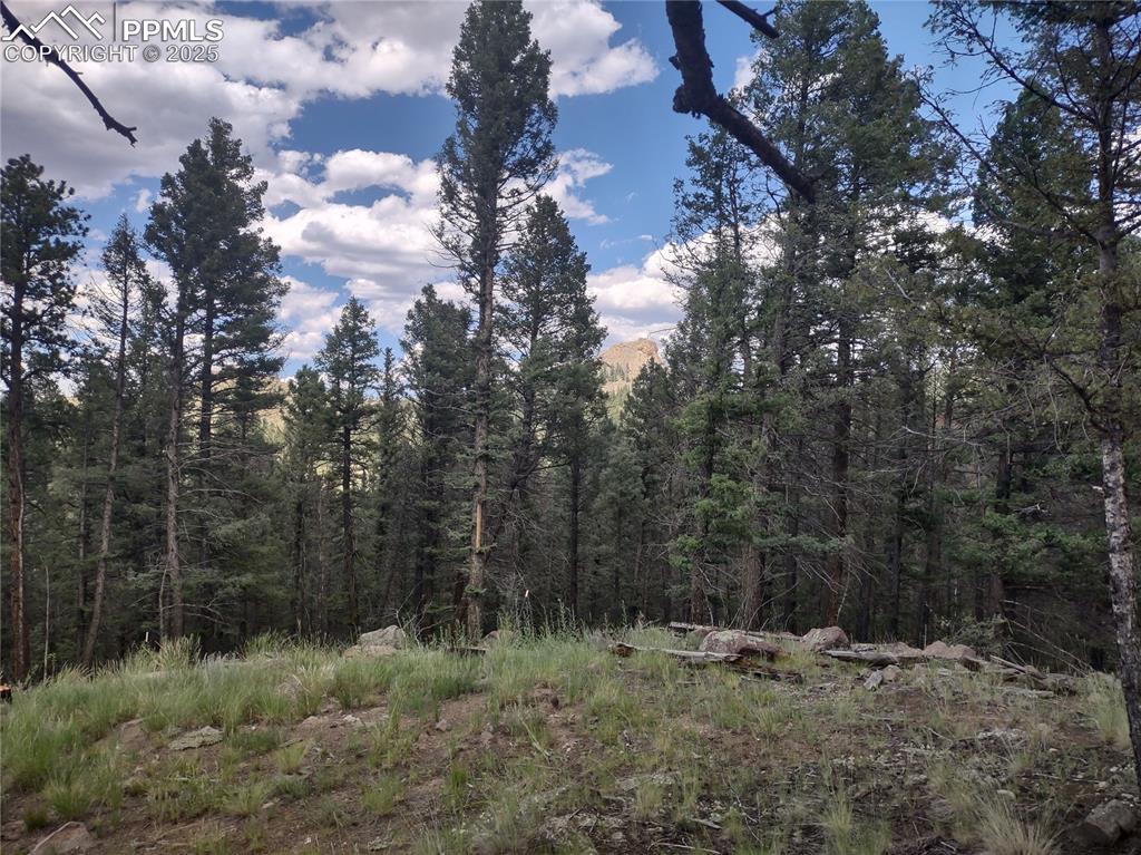 1176 Trail Creek Road Lake George, CO 80827 - Photo 9 of 48 a view of a dry yard
