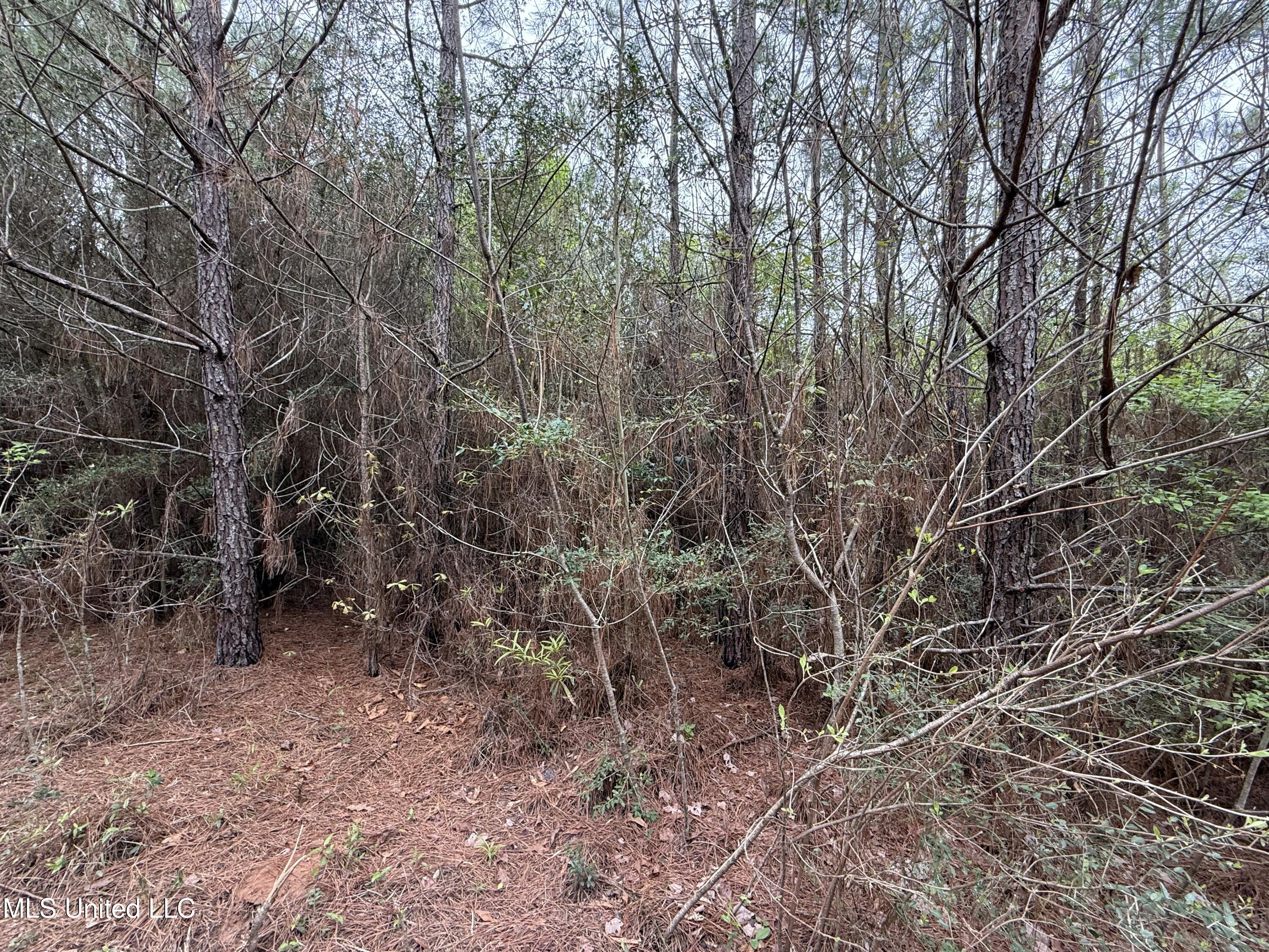 Beartown Road Jayess, MS 39641 - Photo 11 of 32 11.