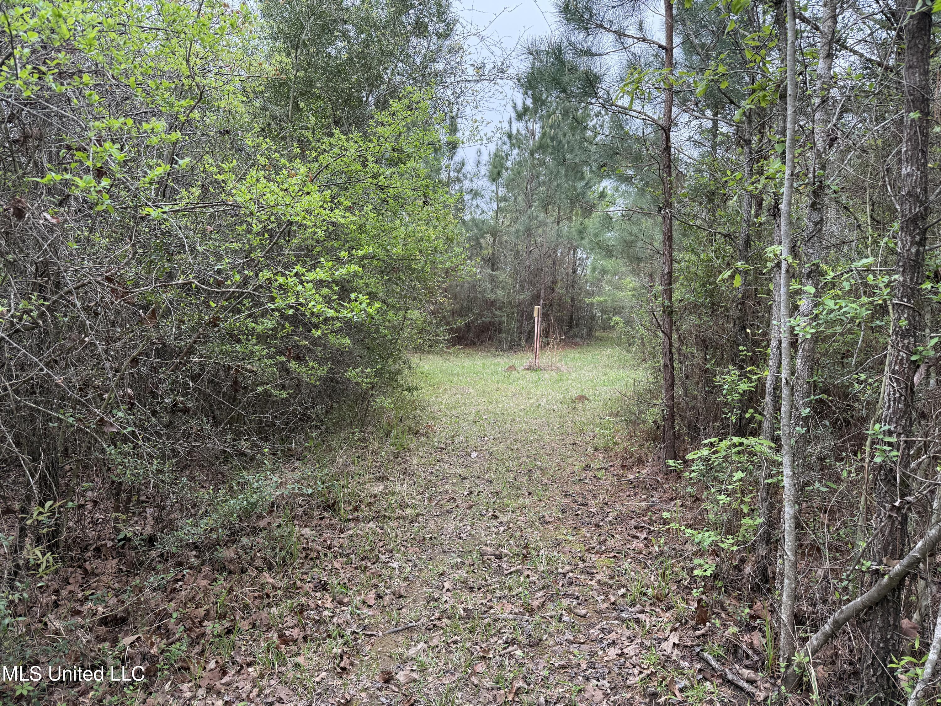 Beartown Road Jayess, MS 39641 - Photo 15 of 32 15.