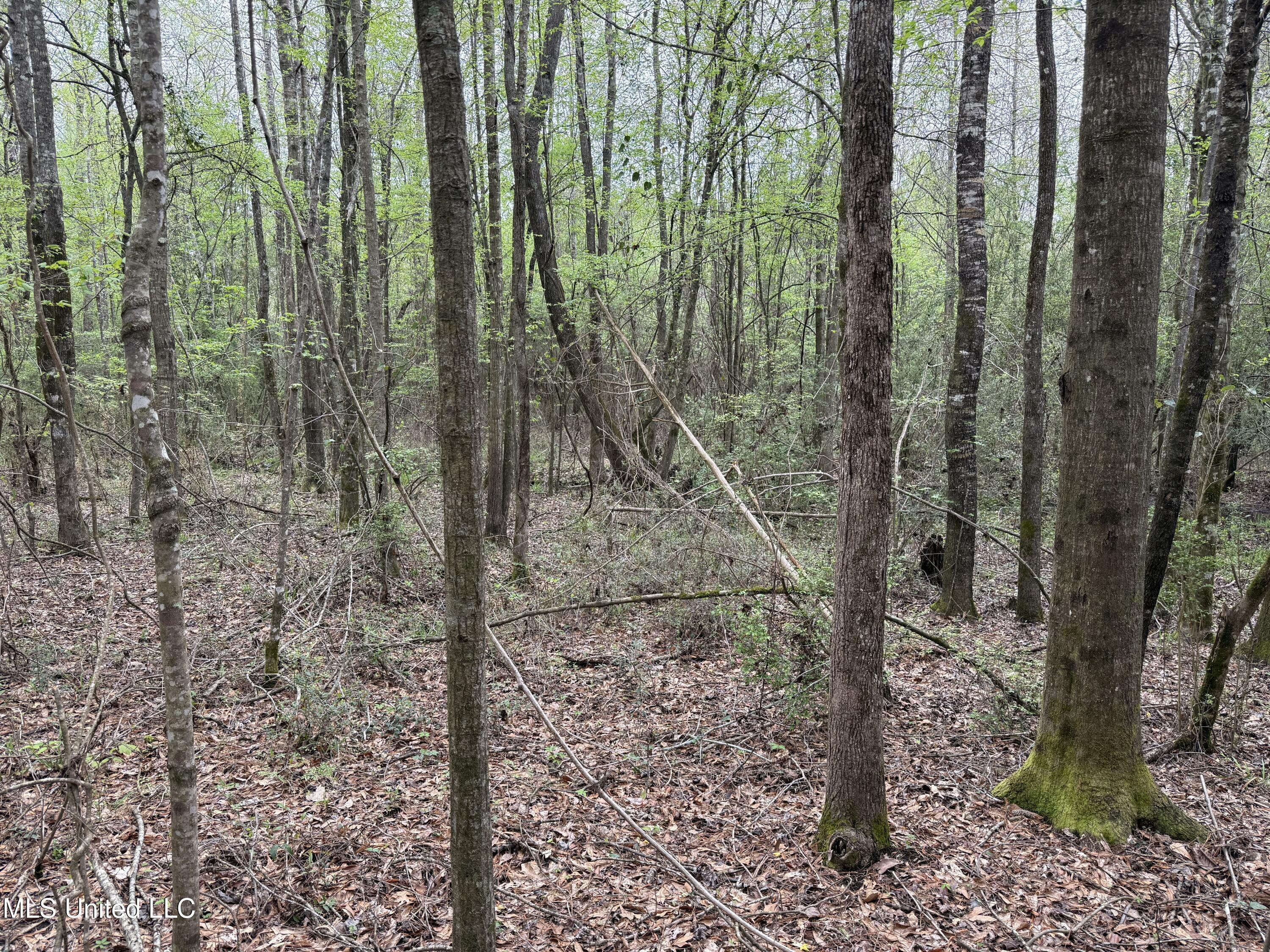 Beartown Road Jayess, MS 39641 - Photo 20 of 32 20.