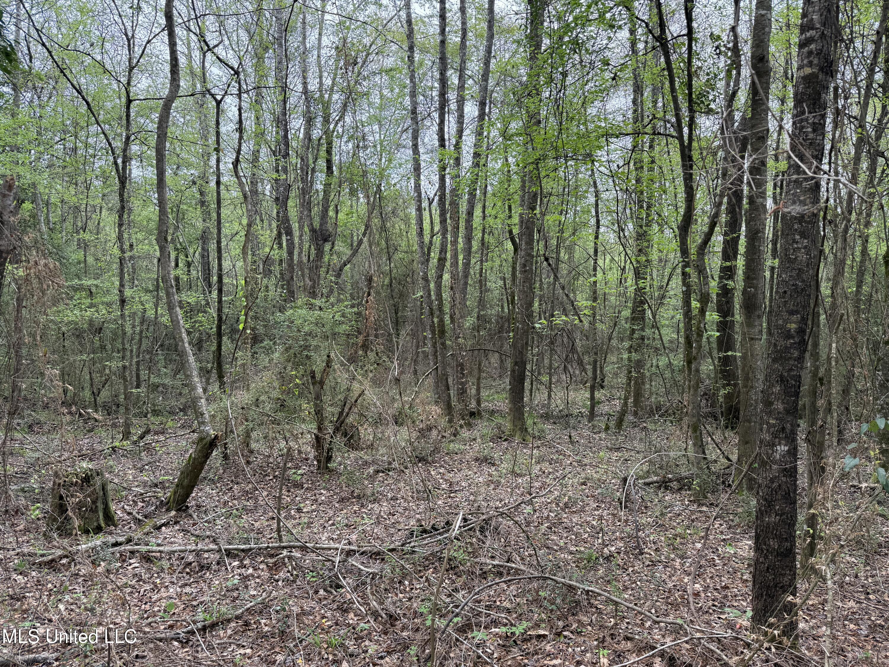 Beartown Road Jayess, MS 39641 - Photo 22 of 32 22.