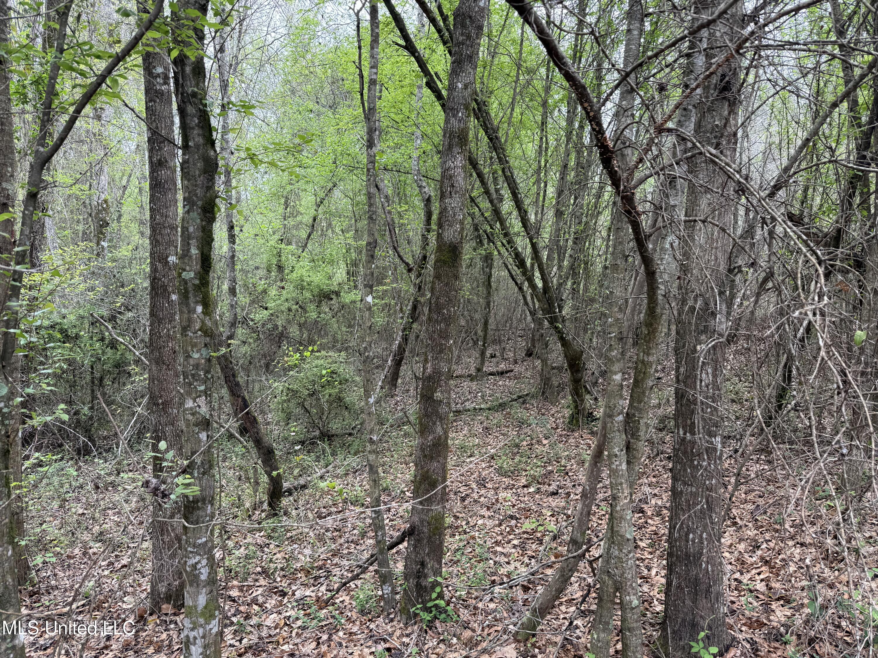 Beartown Road Jayess, MS 39641 - Photo 23 of 32 23.