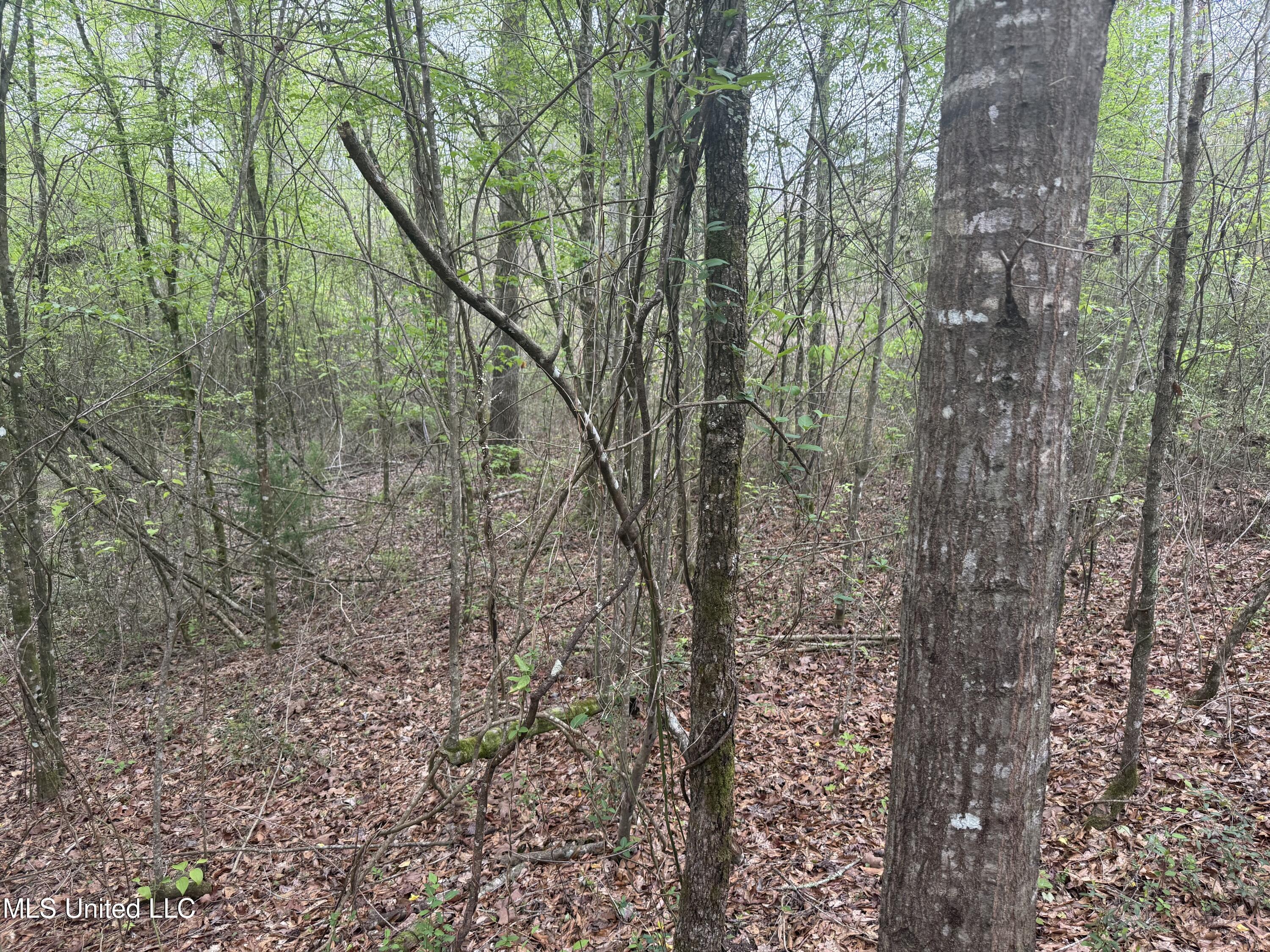 Beartown Road Jayess, MS 39641 - Photo 24 of 32 24.