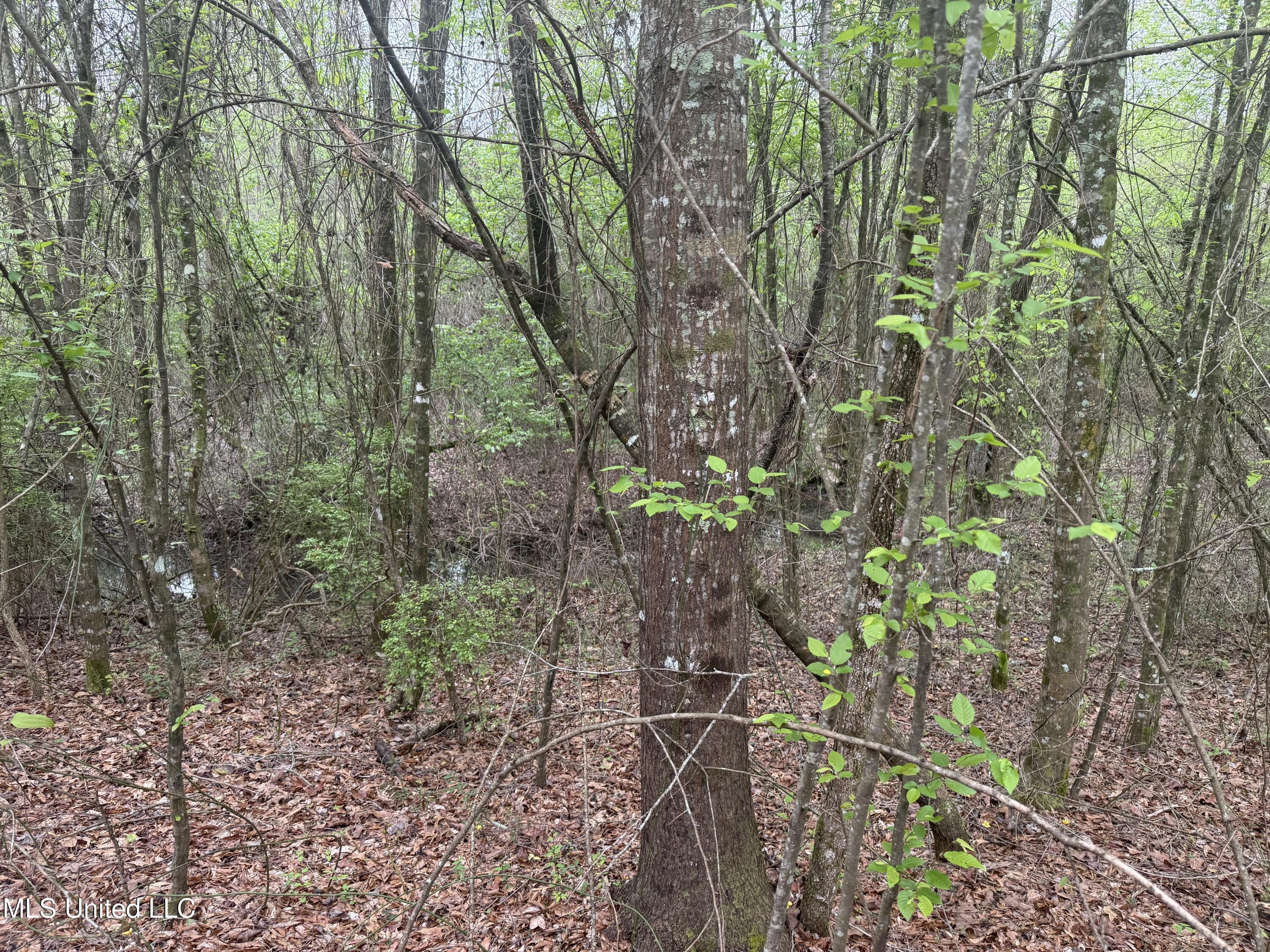 Beartown Road Jayess, MS 39641 - Photo 25 of 32 25.