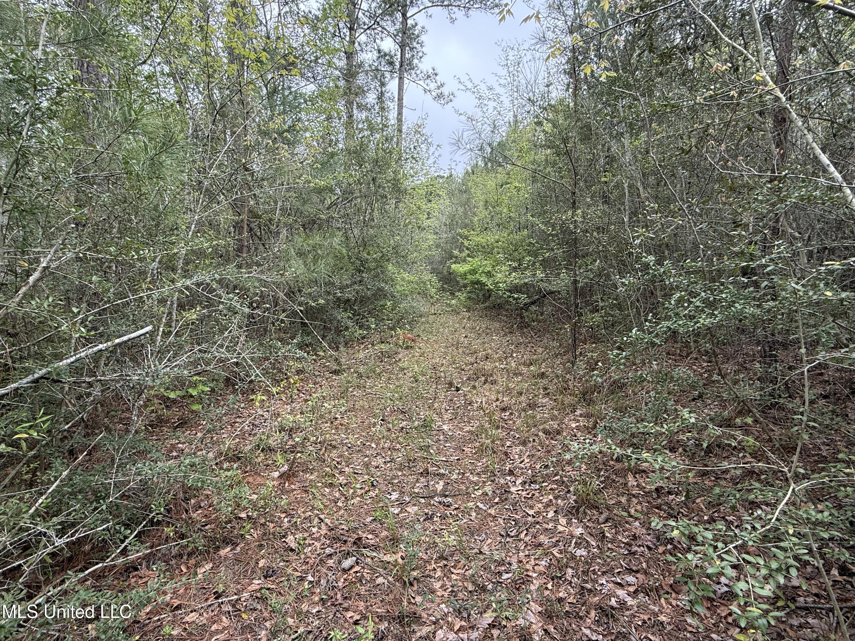 Beartown Road Jayess, MS 39641 - Photo 26 of 32 26.