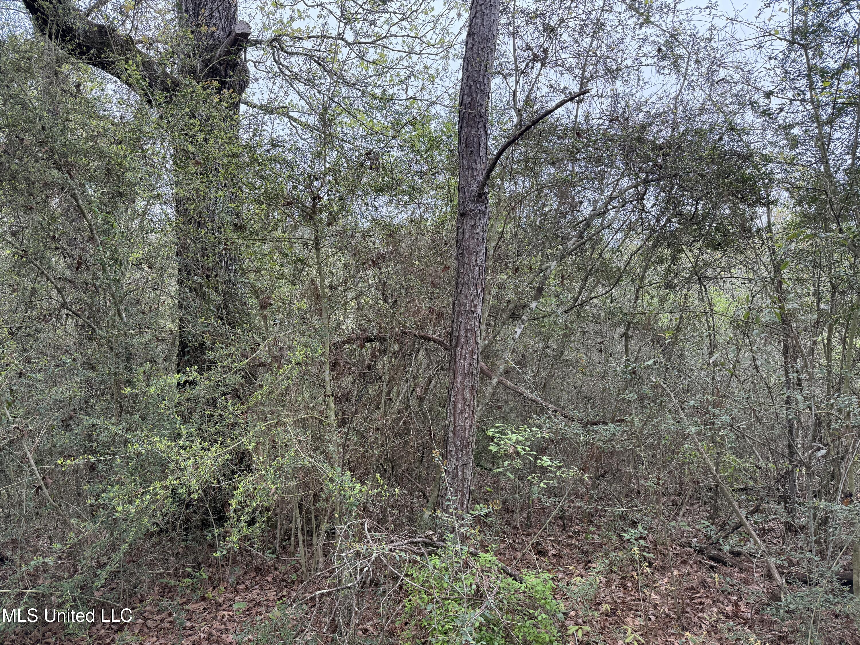 Beartown Road Jayess, MS 39641 - Photo 10 of 32 10.