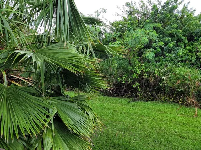 a view of a plant in a garden