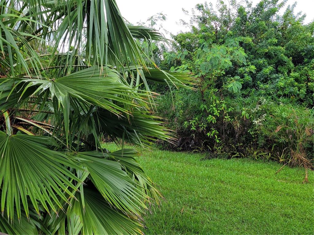 14447 Worthwhile Road Port Charlotte, FL 33953 - Photo 17 of 23 a view of a plant in a garden