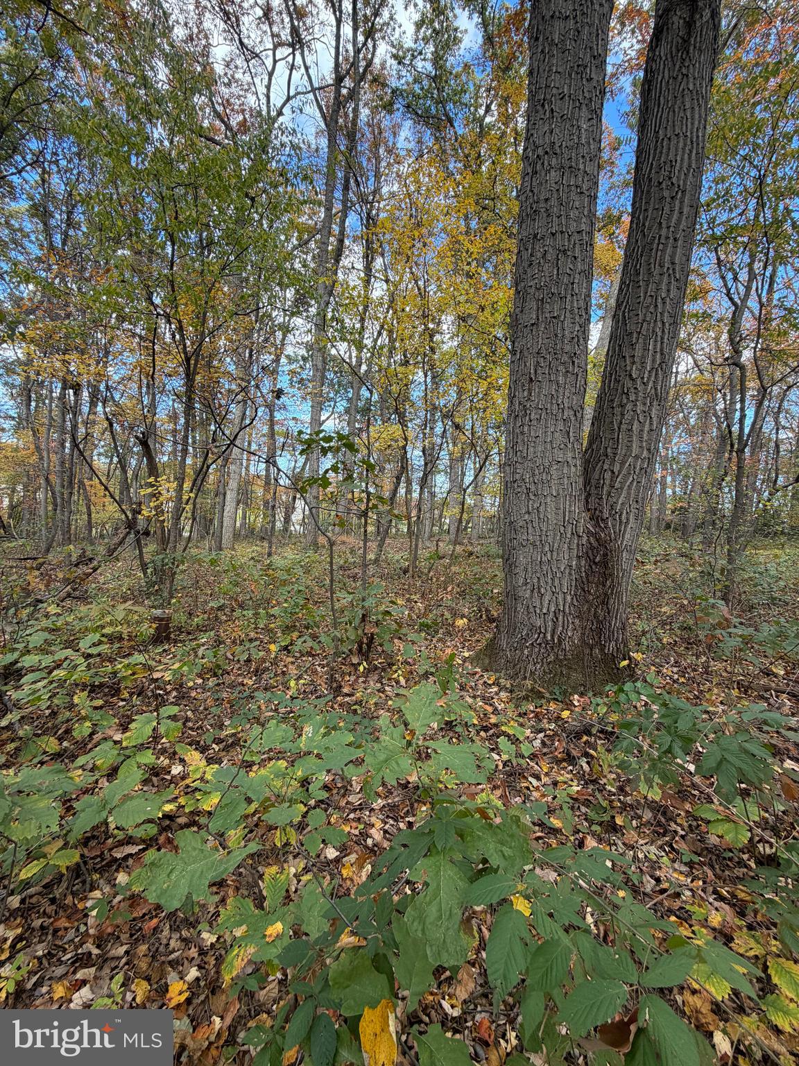 Dave Rill Road Hampstead, MD 21074 - Photo 4 of 4 a view of a yard with large trees