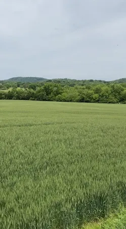 a view of a field with an ocean