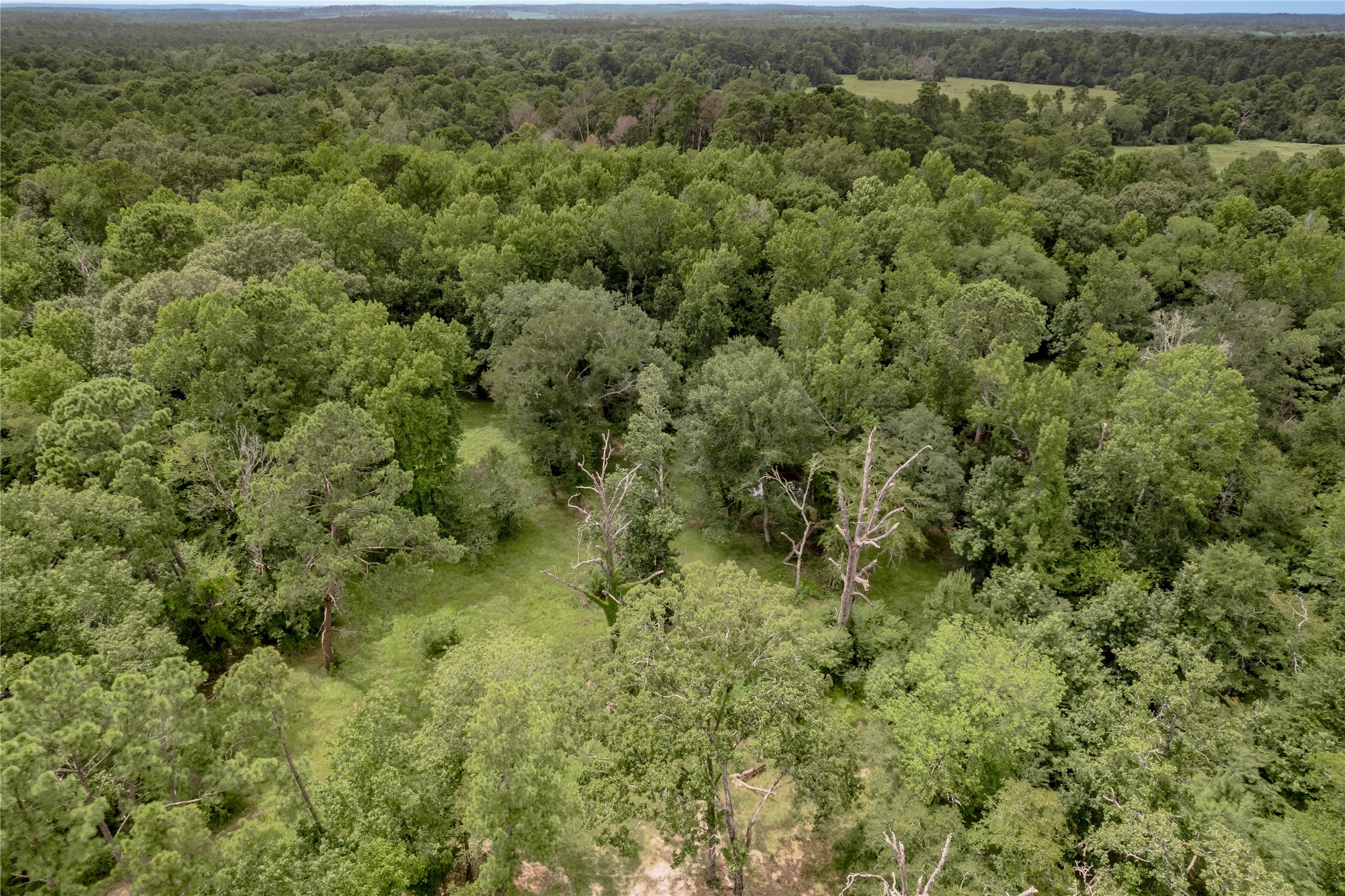 438 Cody Road Trinity, TX 75862 - Photo 41 of 50 Vast, lush forested area with dense greenery and mature trees, offering a serene and private setting ideal for nature lovers or those seeking tranquility.