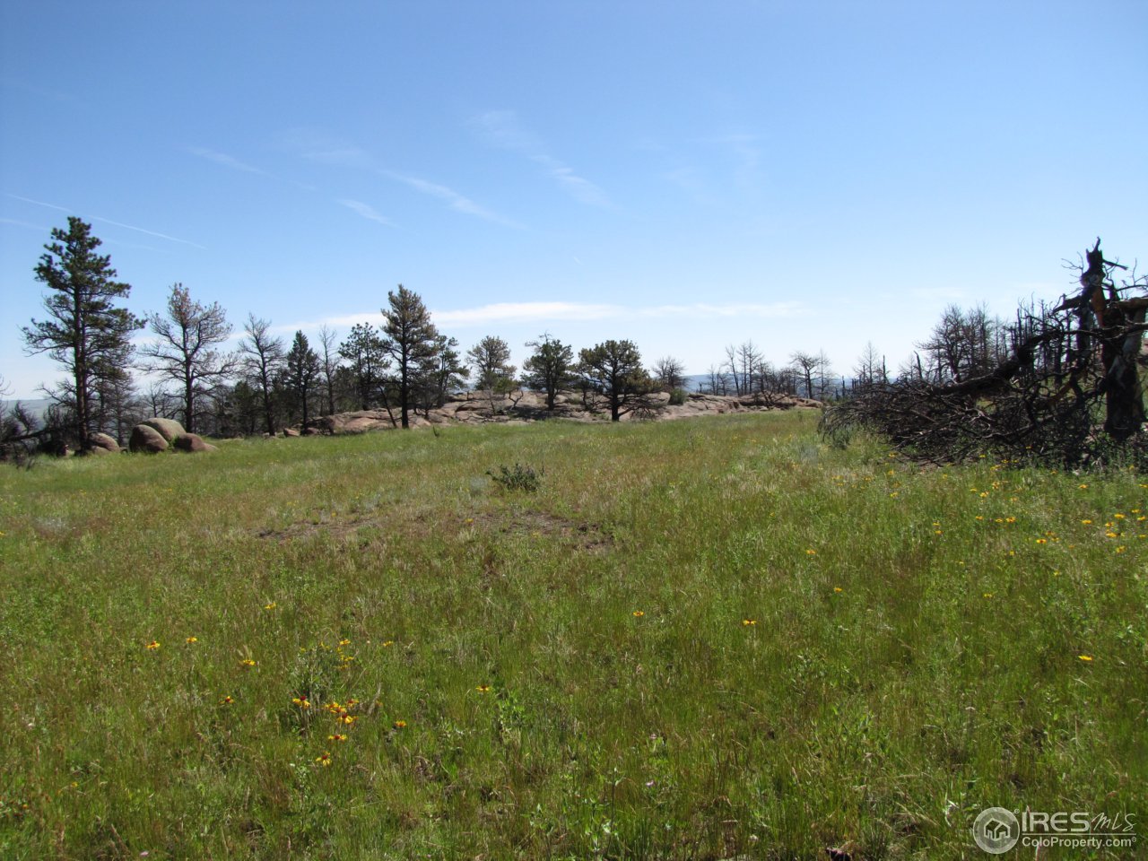 0 Cherokee Meadows Road Livermore, CO 80536 - Photo 7 of 23 A meadow for building