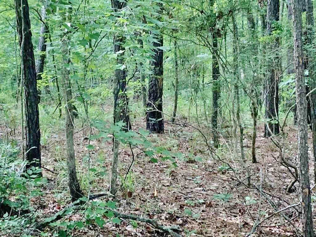 3000 Stonington Road Lorman, MS 39096 - Photo 32 of 38 Photo 32