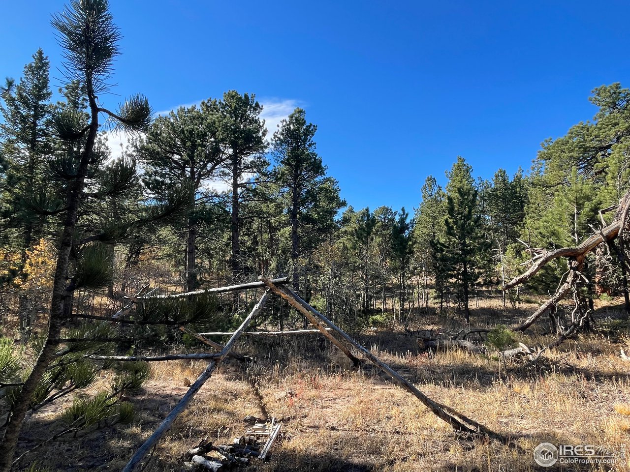 0 Bunce School Road Lyons, CO 80540 - Photo 13 of 23 a view of a yard with a tree