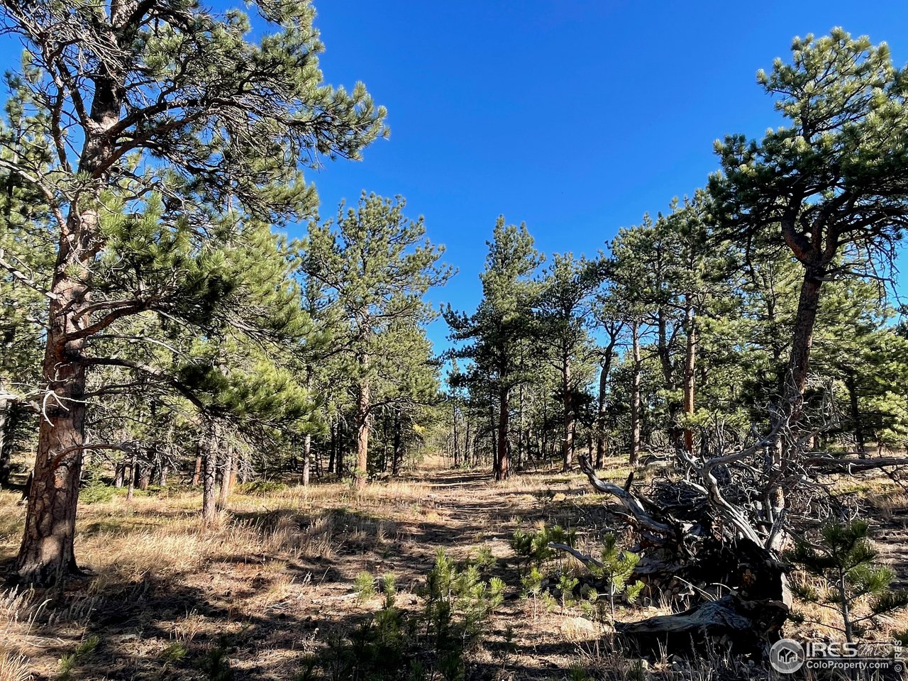 0 Bunce School Road Lyons, CO 80540 - Photo 15 of 23 a view of a yard with a tree