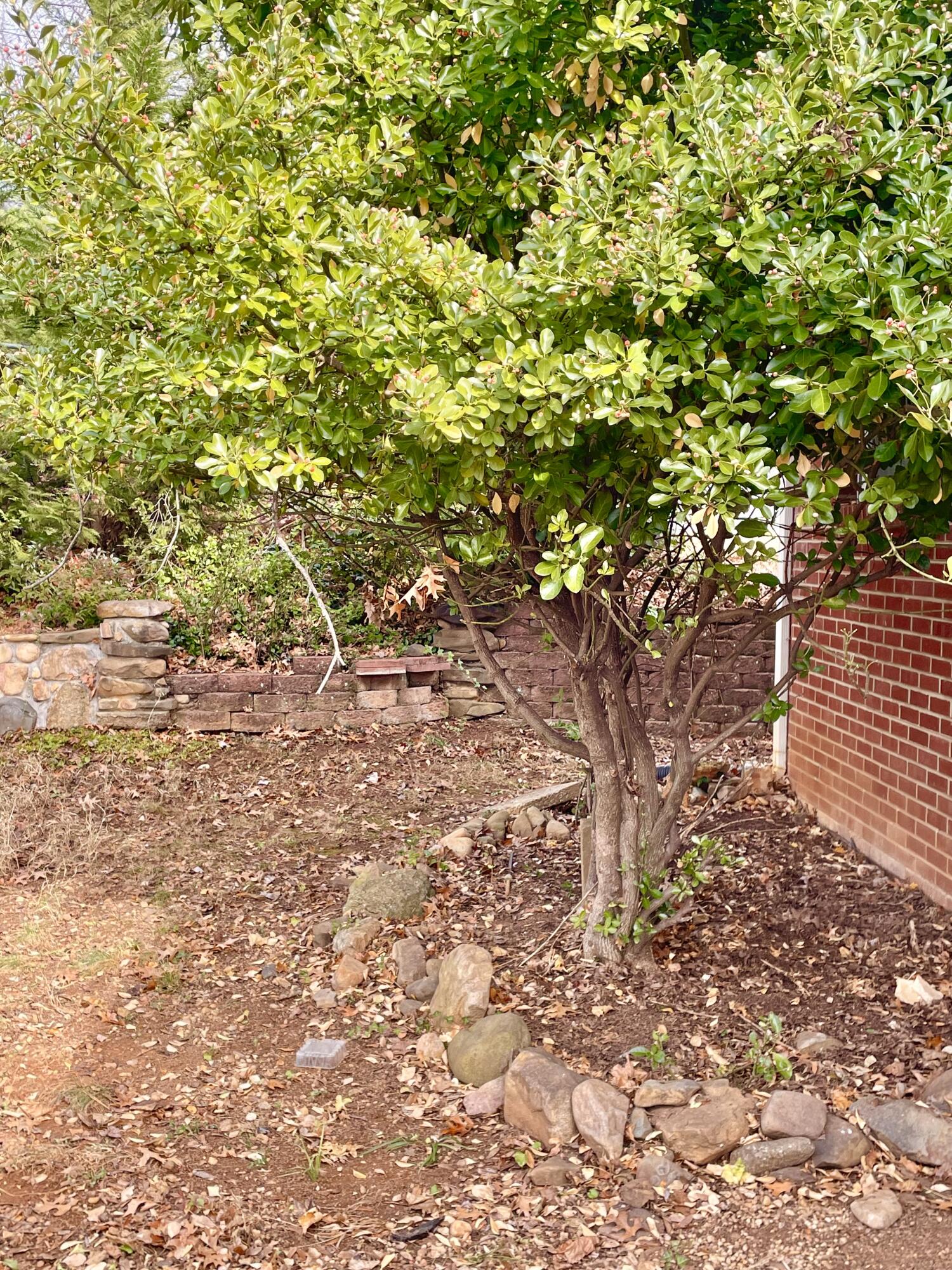 1917 Langdon Road Southwest Roanoke, VA 24015 - Photo 48 of 54 yard at back of house