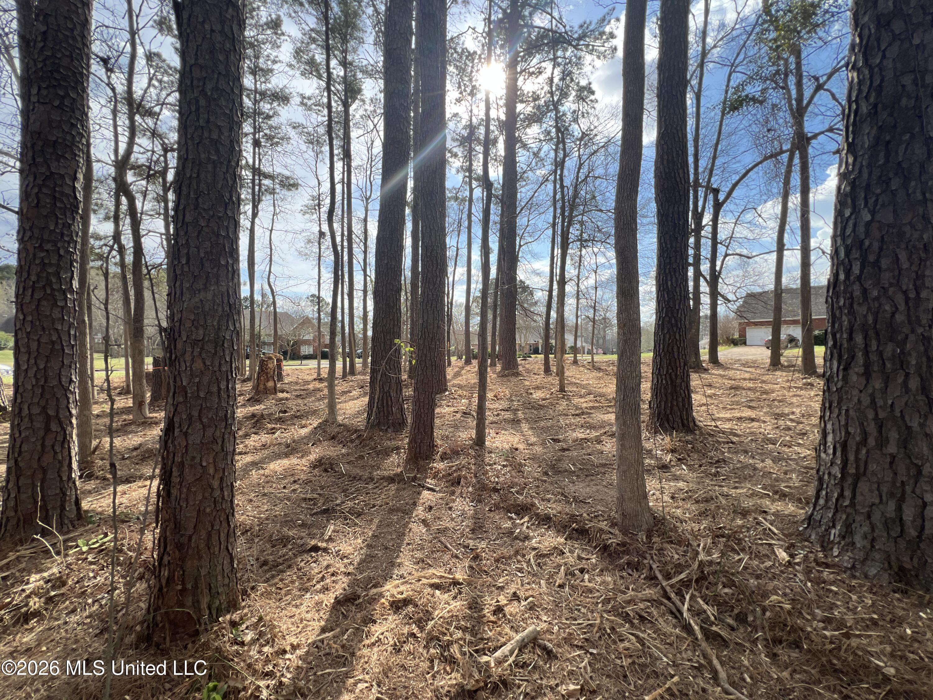 Thorngate Drive Brandon, MS 39042 - Photo 9 of 15 IMG_9656