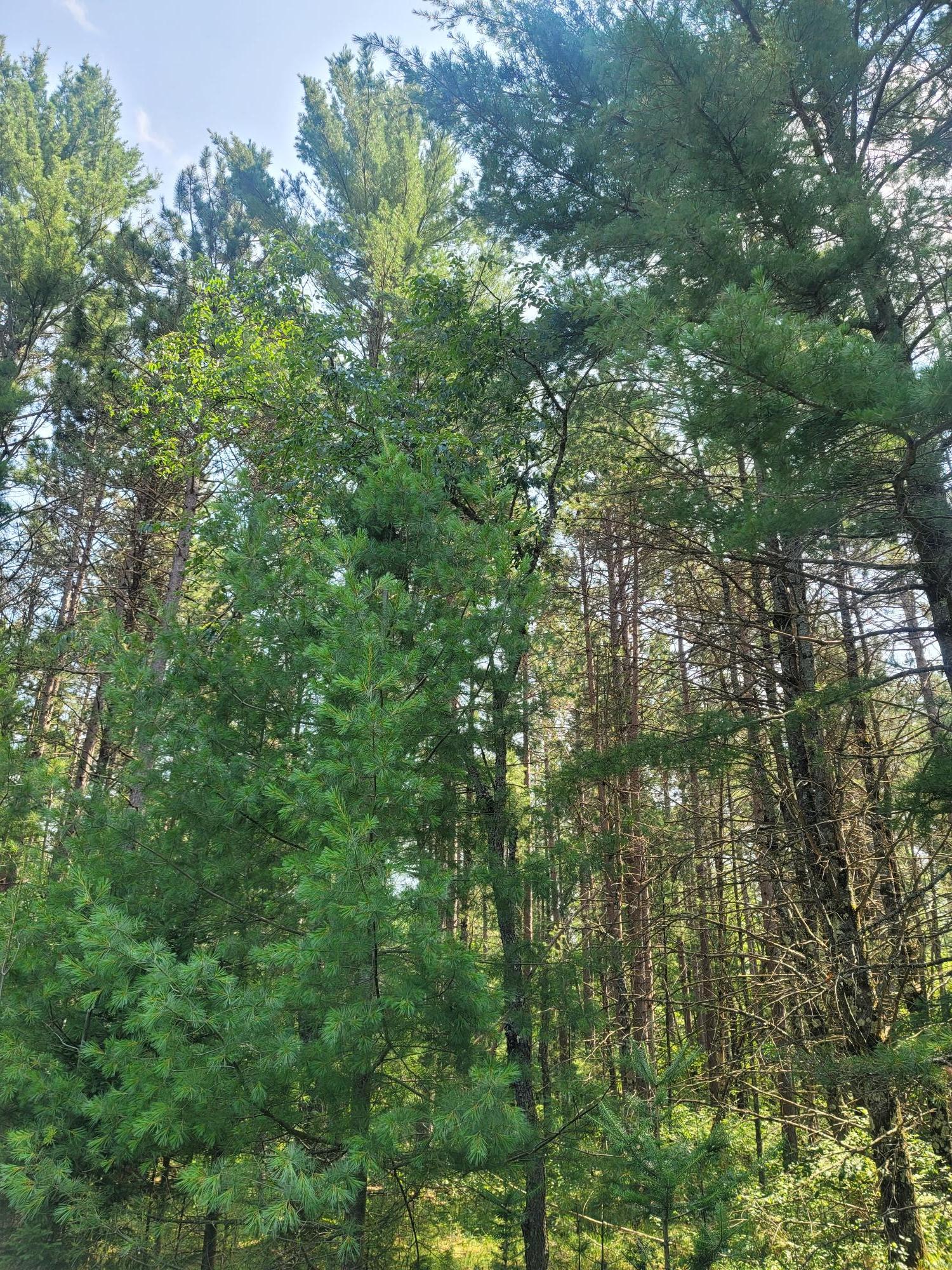 Off Blue Lake Road Minocqua, WI 54548 - Photo 1 of 10 Gallery Image 1