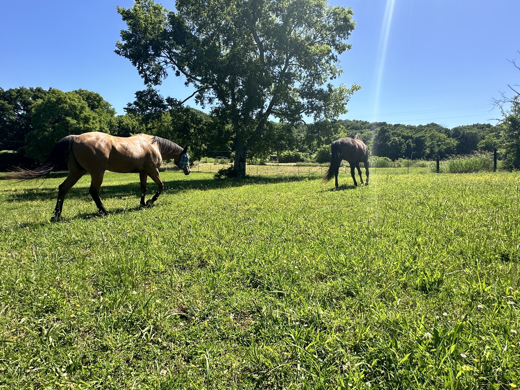 1559 Springplace Road Lewisburg, TN 37091 - Photo 7 of 44